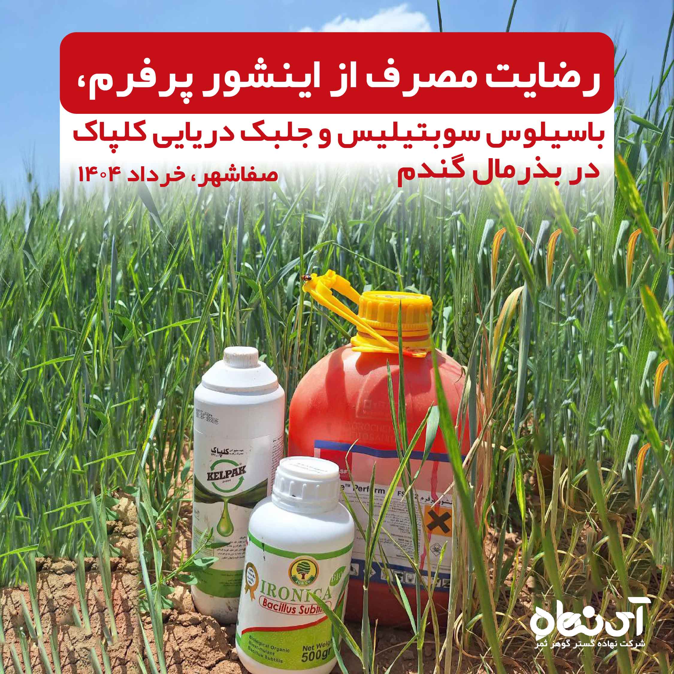 رضایت مصرف از اینشورپرفرم، باسیلوس سوبتیلیس و جلبک دریایی کلپاک در بذرمال گندم